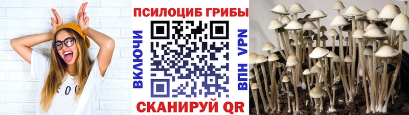 где купить наркоту  нарко площадка наркотические препараты  Псилоцибиновые грибы Psilocybine cubensis  Велиж 
